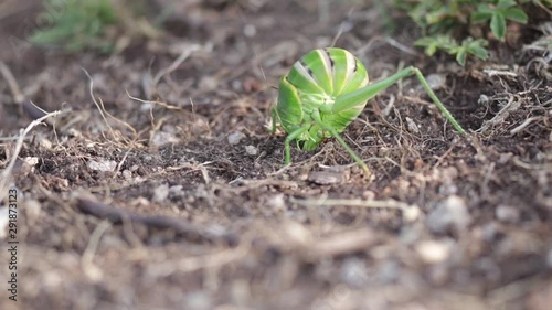 Close-up video of a saddle-backed bush cricket laying eggs with its ovipositor in the soil. photo