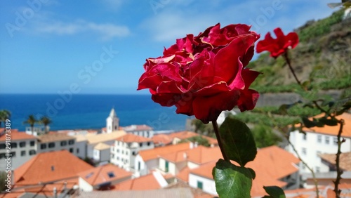 Madeira Jardim do Mar Rose