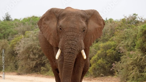 Slow motion: Large male African elephant walks briskly along dirt road between green thorn bushes on overcast, windy day. Silver tourist vehicle approaches in distance behind him