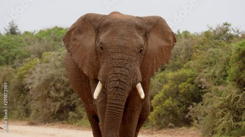 Slow motion: Large African elephant bull walks down dirt road between green bushes toward camera, swaying with each step. Front view