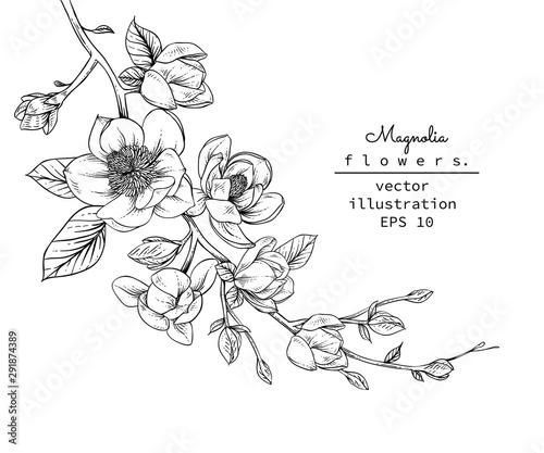 Sketch Floral Botany set. Magnolia flower and leaf drawings. Black and white with line art on white backgrounds. Hand Drawn Botanical Illustrations.Vector.Vintage styles.
