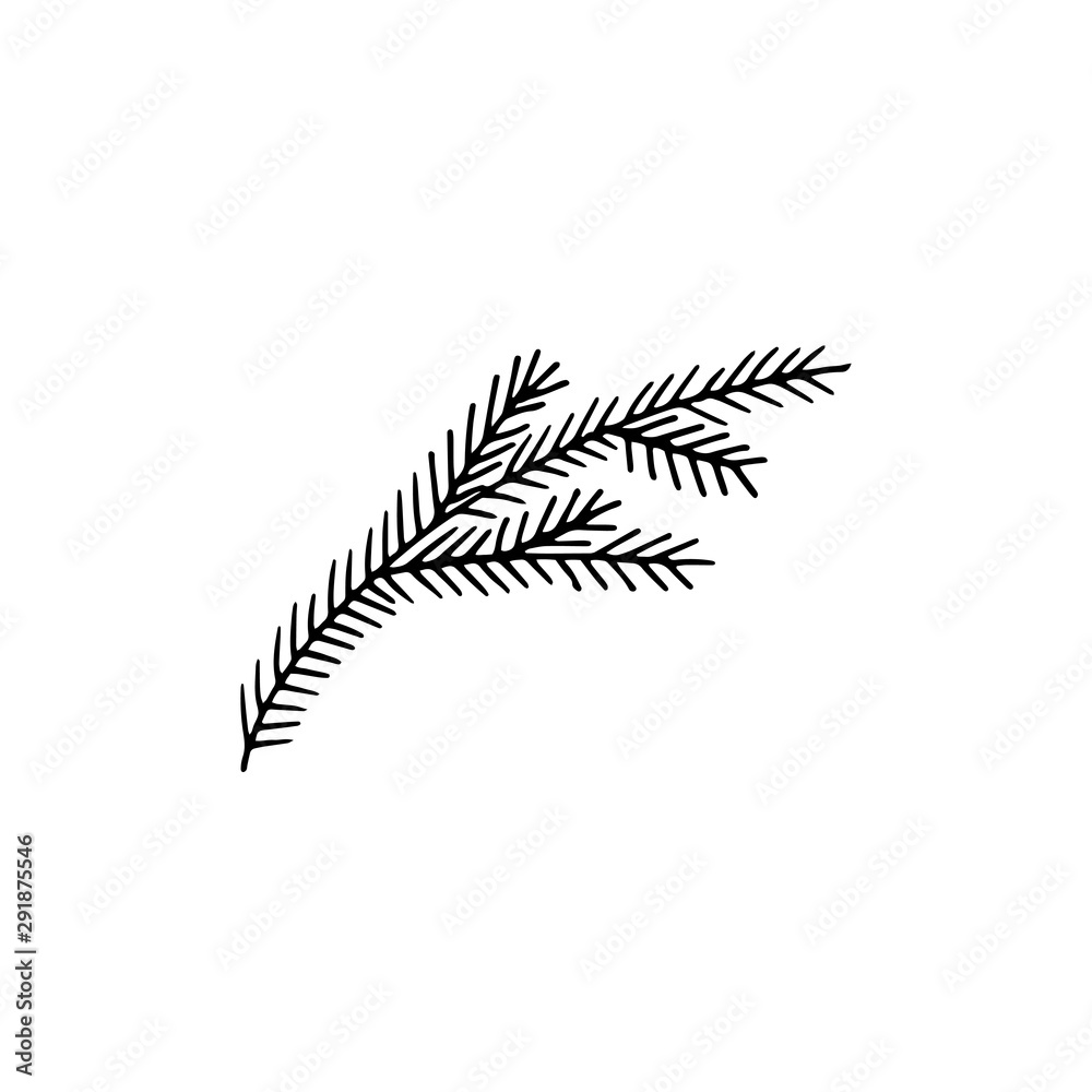 Naklejka premium Fir branch. Hand drawn. Vector line illustration.