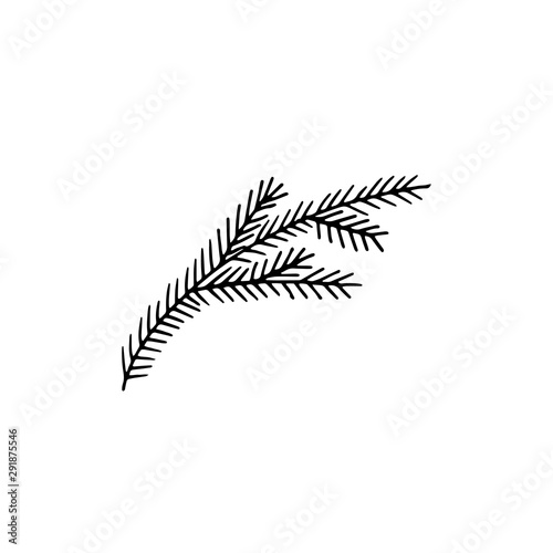 Fir branch. Hand drawn. Vector line illustration.