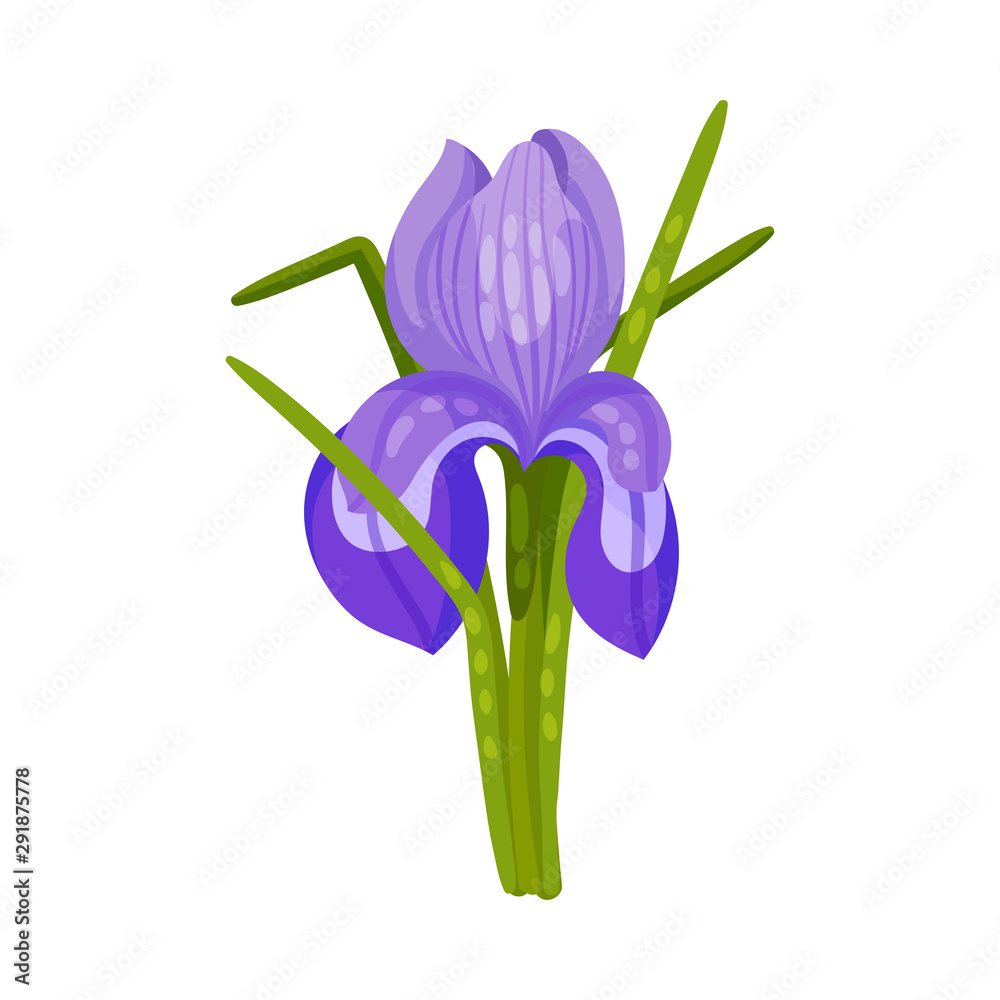 Blue iris flower. Vector illustration on a white background.