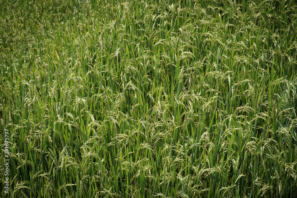 Fototapeta premium ellow-green rice ears are ready to harvest the output.