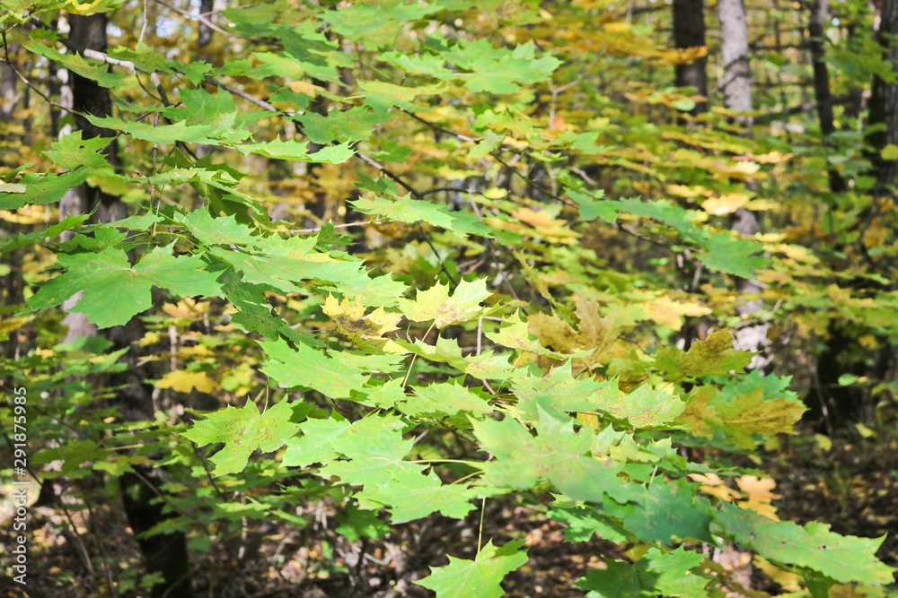 Autumn background - yellowing leaves of Canadian maple trees. Indian summer.
