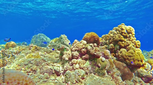 Marine background with corals and fast blue swimming fish. Colorful marine life amid deep blue water.