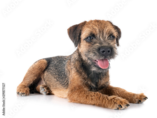 Photos young border terrier