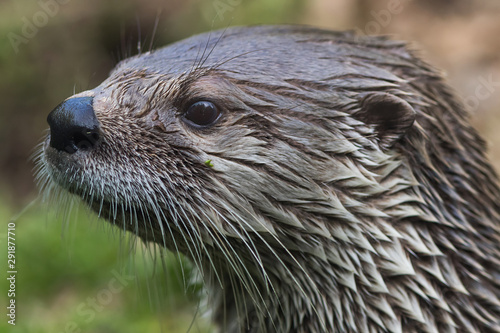 River Otter portrait in nature 