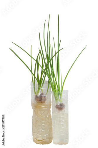 Planting spring onion by shallot in a plastic water bottle isolated on white background.