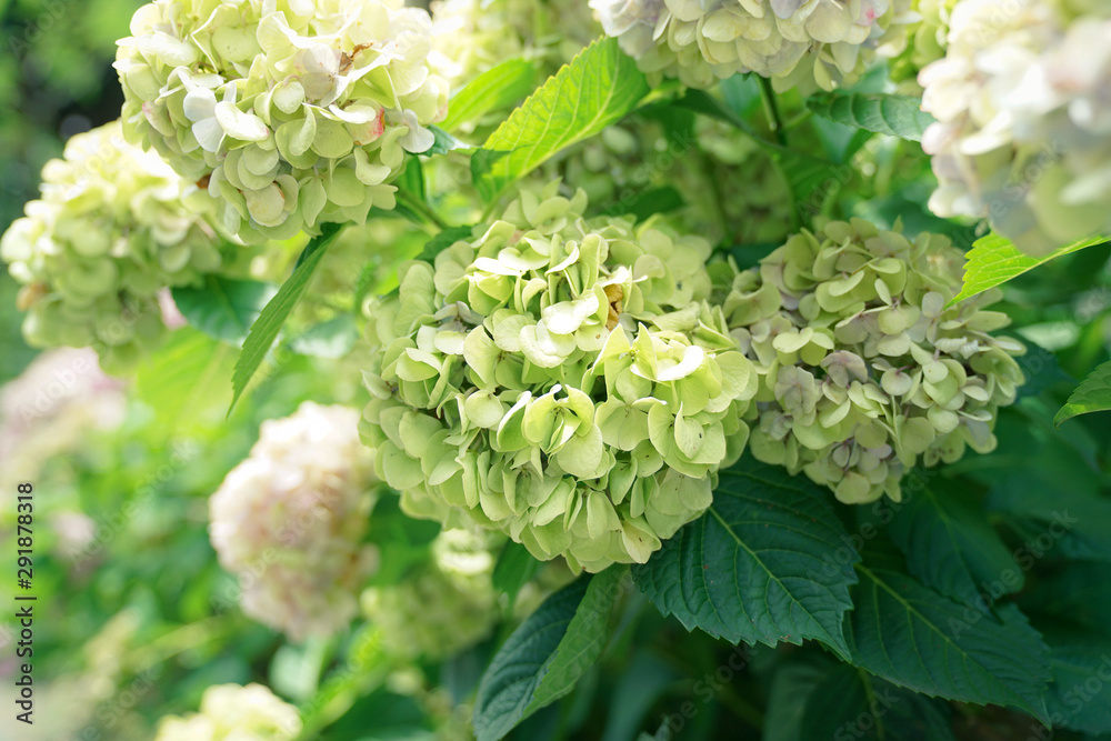 July Hydrangea in Japan July Hydrangea in Japan