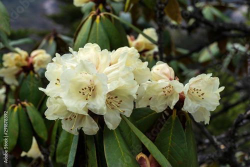 Yellow Rhododendron, Rhododendron luteum, Sikkim, India