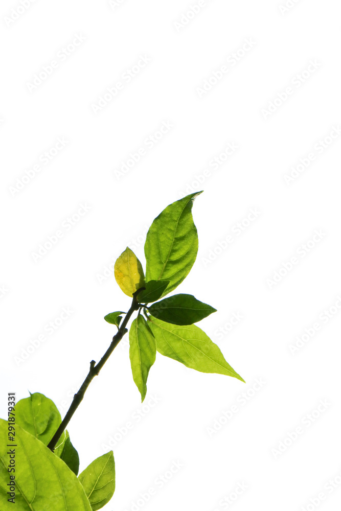 Fototapeta premium Cananga close up in garden