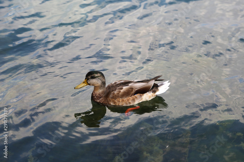 Wild gray ducks bathe on the lake © leomalsam