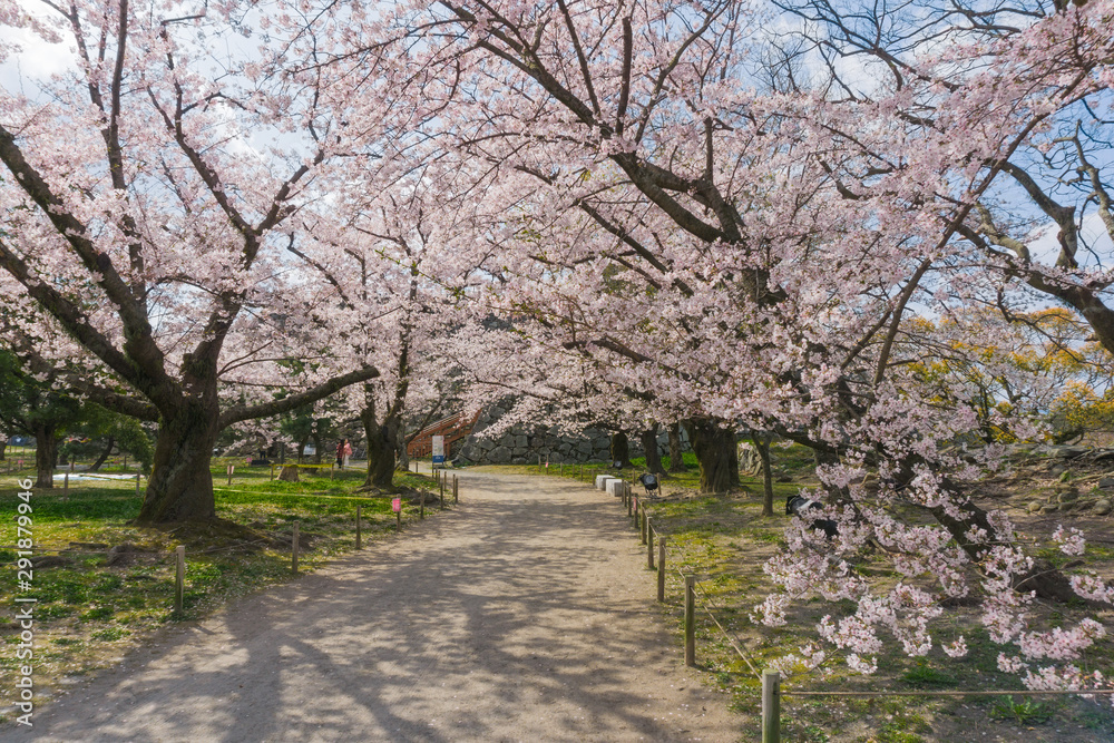 Sakura blooming at Fukuoka castle, Japan Sakura blooming at Fukuoka castle, Japan