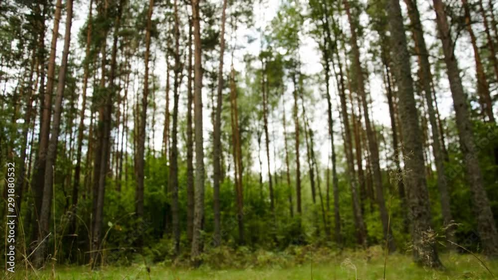 Timelapse of the forest against the sky. Big birch on the edge of the forest. Timelapse of the forest against the sky. Big birch on the edge of the forest.