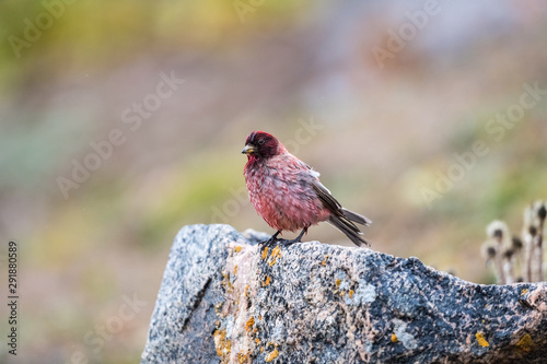 tibetan rosefinch photo