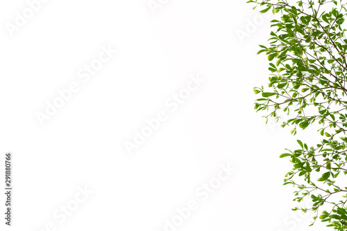 Green Leaves on white background.