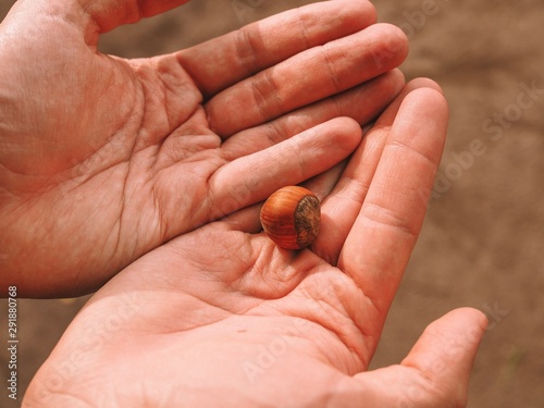 A man holding a hazelnut