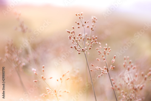 There re tiny grass flowers that blooming in the warmly light of the dawn. The background is blurry garden  Selective focus  Autumn Season.