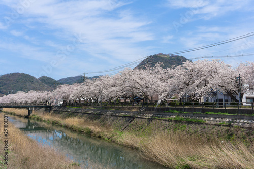 Sakura tunnel blooming at Tottori, Japan photo