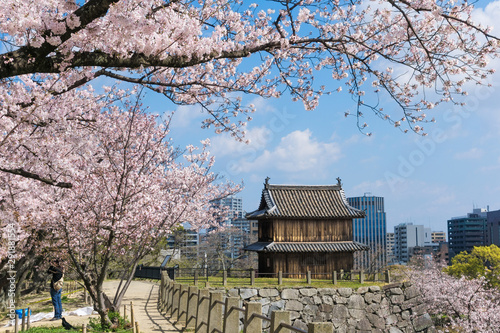 Sakura blooming at Fukuoka castle, Japan