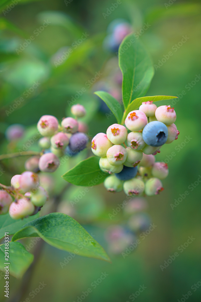 blueberries in house garden