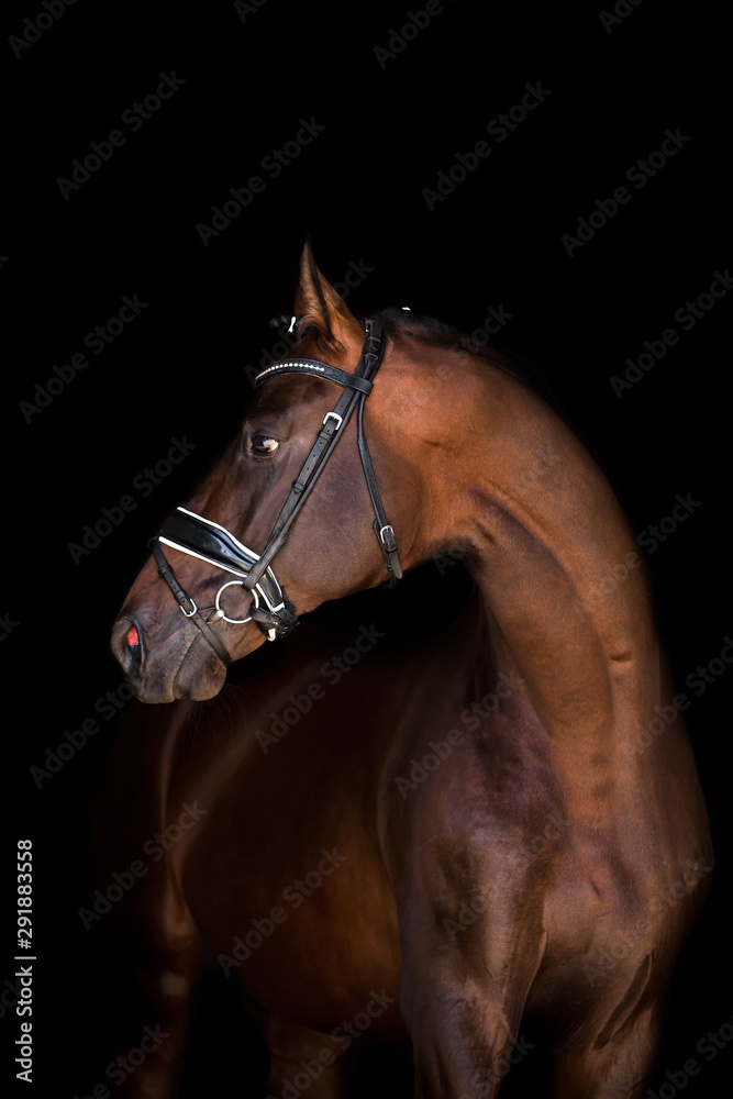 Obraz premium Beautiful horse on a dark background