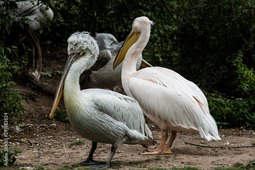 Die Pelikane sind eine Familie und Gattung von Wasservögeln