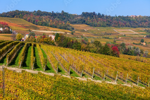 View of colorful autumnal vineyards in Italy.