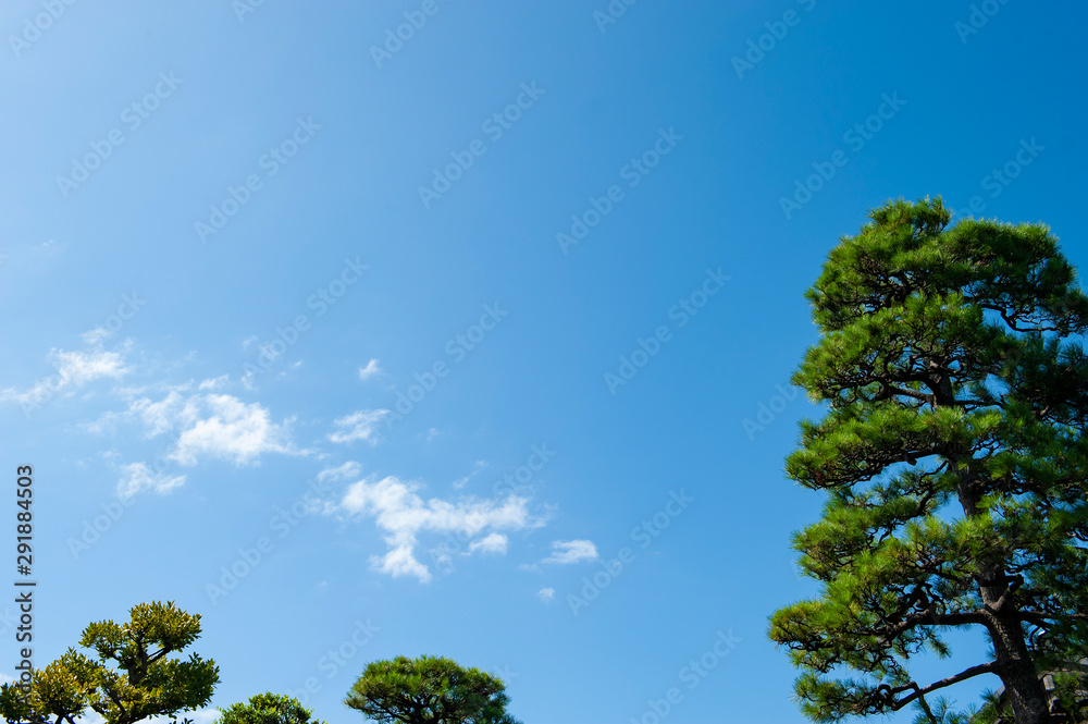 Obraz premium 松と青空