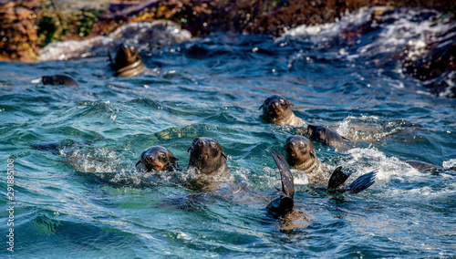 Seals swim in the water . Cape fur seal, Scientific name: Arctocephalus pusilus. Seal Island, False Bay, South Africa .