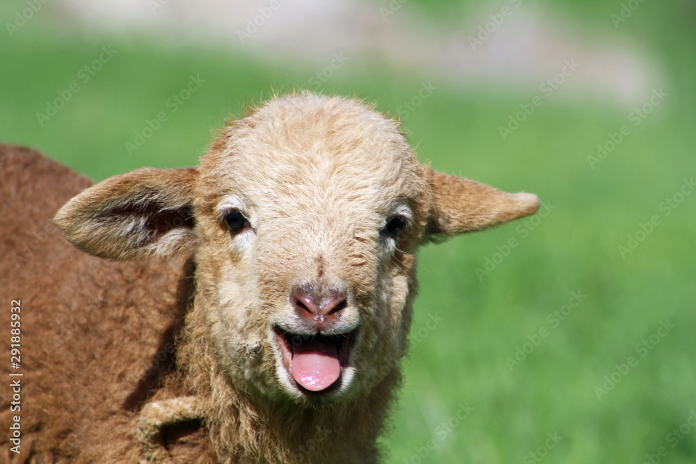 Fototapeta premium Schaf