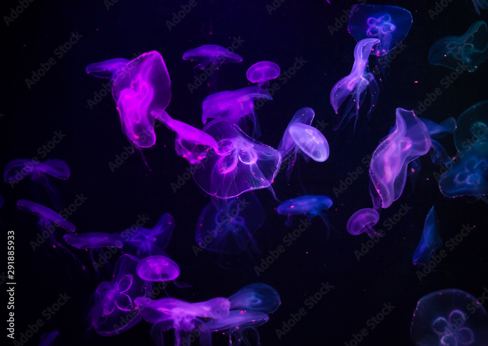 many jelly fish swimming in the ocean and glowing colors background