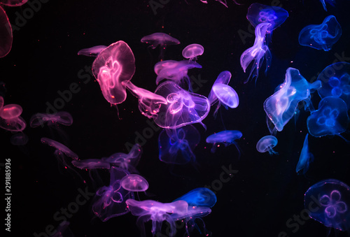 many jelly fish swimming in the ocean and glowing colors background