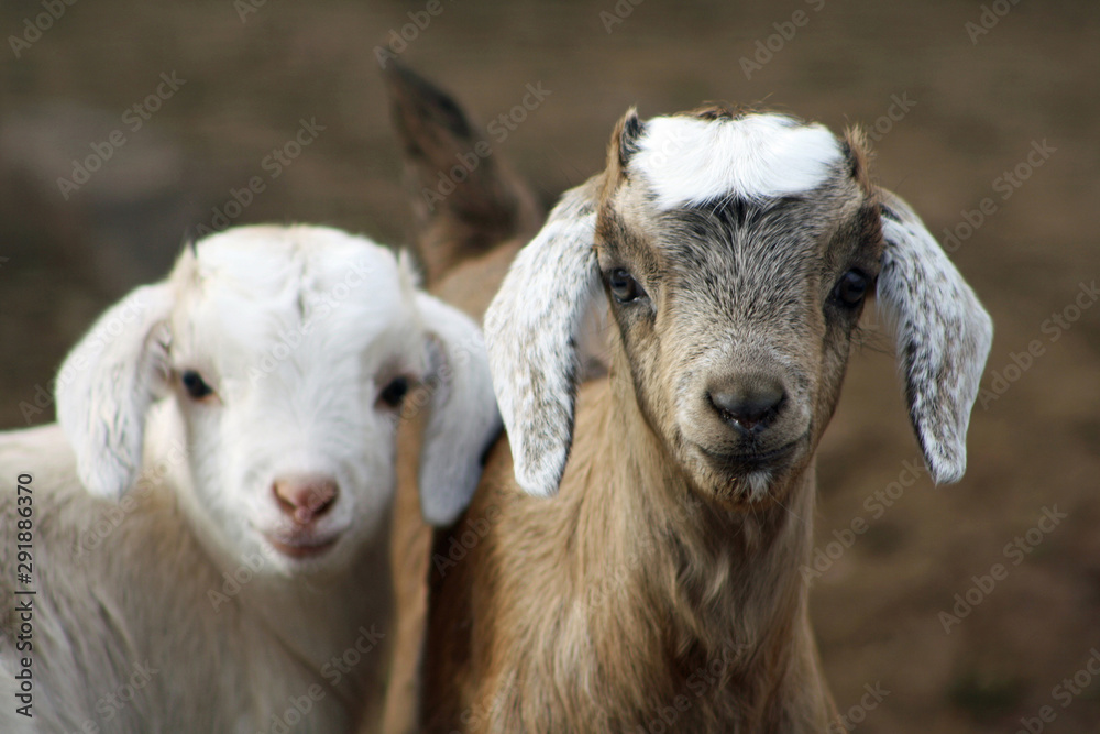 Obraz premium Ziegen