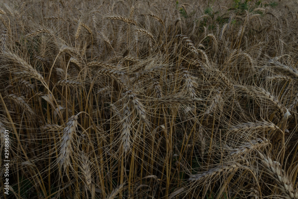 spikelets of wheat from the genus of grassy cereal plants. grows one year on a field in the ground. ready for harvest spikelets of wheat from the genus of grassy cereal plants. grows one year on a field in the ground. ready for harvest