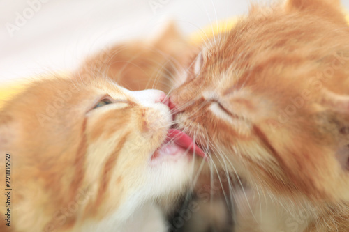 Cute little red kittens licking each other on blurred background, closeup view