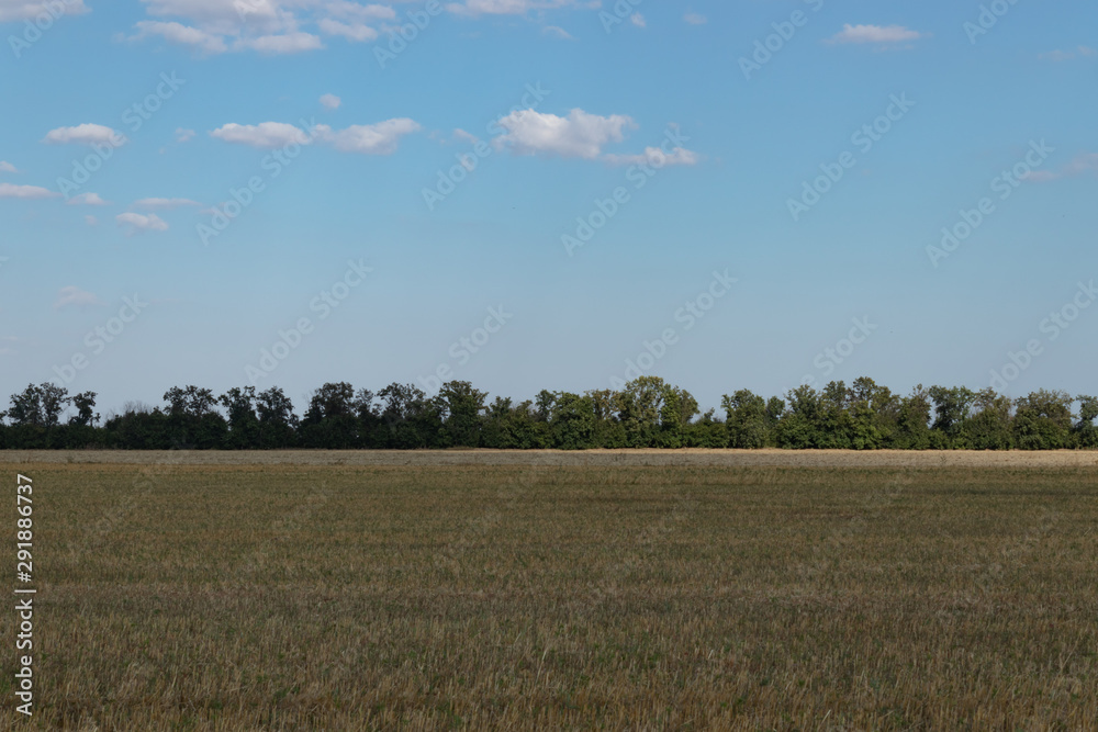 a wide empty yellow field with green tall trees in the distance and a blue sky with white fluffy clouds.