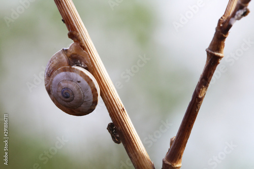 Schnecken