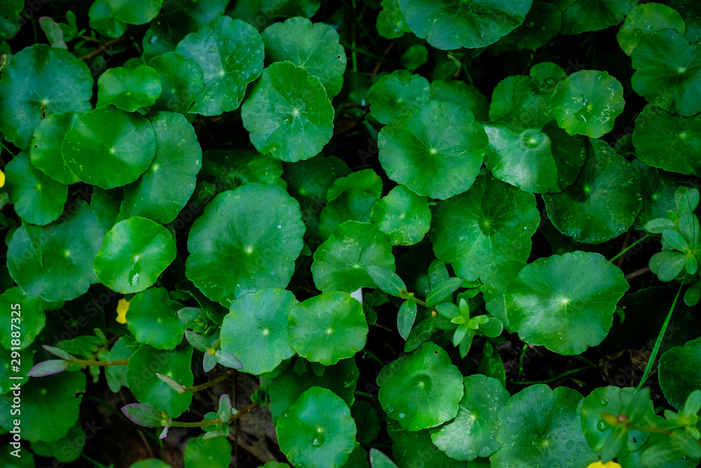 Asiatic Leaves - Green Leaf on dark black background, Water drop on Asiatics pennywort, Medical herb concept, natural green plants under sunlight using for background or wallpaper. Asiatic Leaves - Green Leaf on dark black background, Water drop on Asiatics pennywort, Medical herb concept, natural green plants under sunlight using for background or wallpaper.