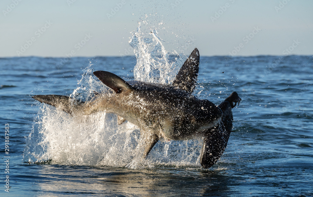 Fototapeta premium Breaching Great White Shark. Shark attacks the bait. Scientific name: Carcharodon carcharias. South Africa.