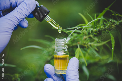 Фотография The hands of scientists dropping marijuana oil for experimentation and research, ecological hemp plant herbal pharmaceutical cbd oil from a jar