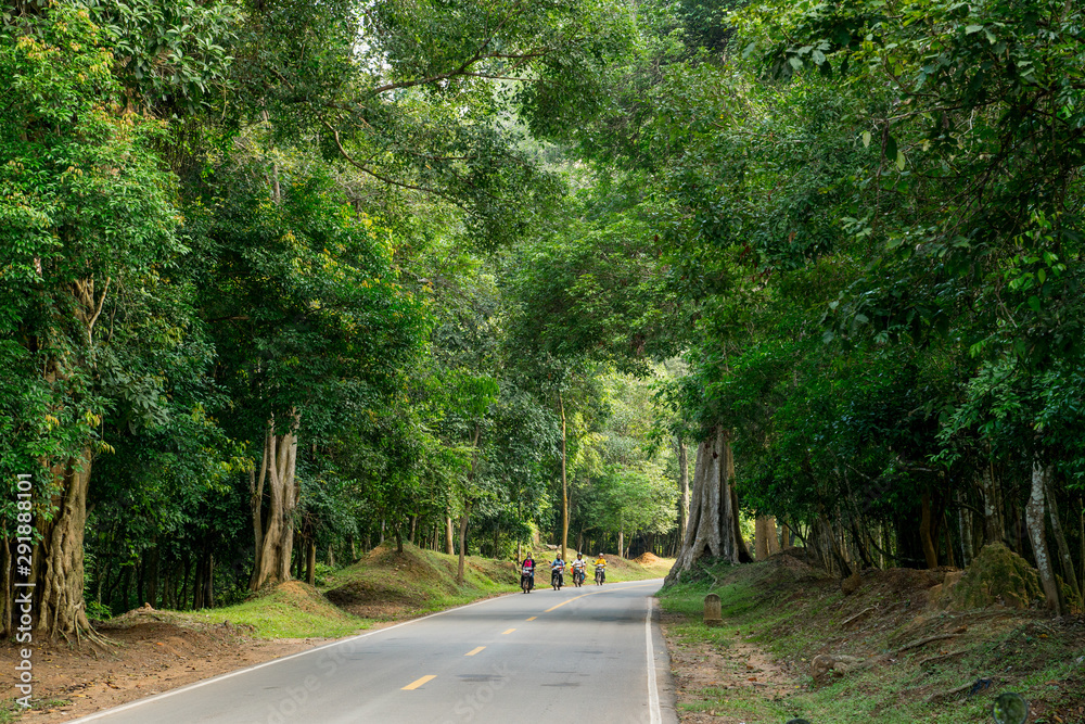 View of empty country road in the middle of the jungle with giant tree along 