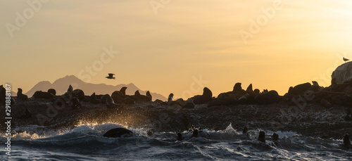 Seascape of storm morning. The colony of seals on the rocky island in the ocean. Waves breaking in spray on a stone island.  Mossel bay. South Africa
