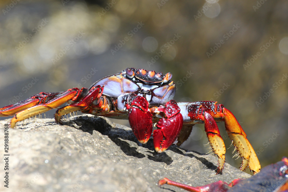 rote_Klippenkrabbe rote_Klippenkrabbe