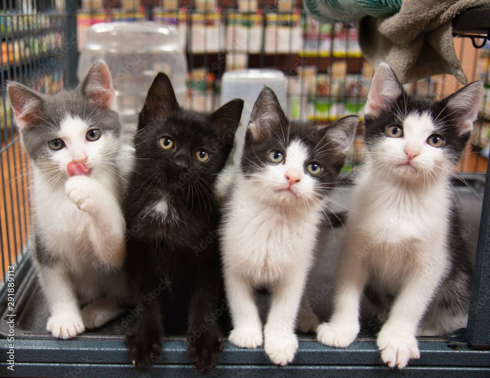 Four Kittens in Cage Pet Store Cat Black White Grey Sitting Cute
