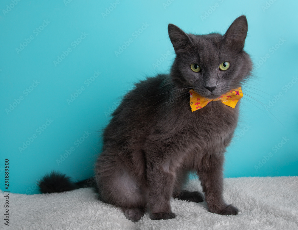 Grey Russian Blue Wearing Yellow Red Flower Bow Tie Sitting Portrait Cute Costume Collar
