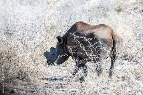 A black Rhinoceros - Diceros bicornis- eating scrubs on the plains of etosha national park, Namibia.