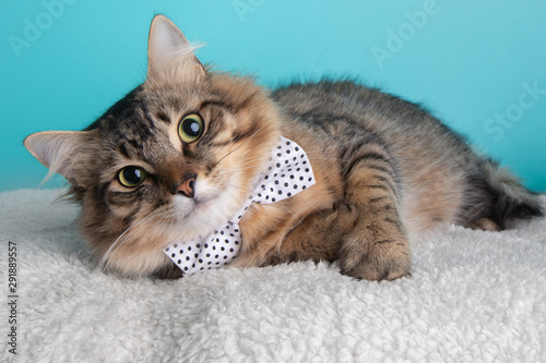 Black Brown Tabby Cat Lying Down Wearing White Polka Dotted Bow Tie Portrait Cute Pretty Costume Collar